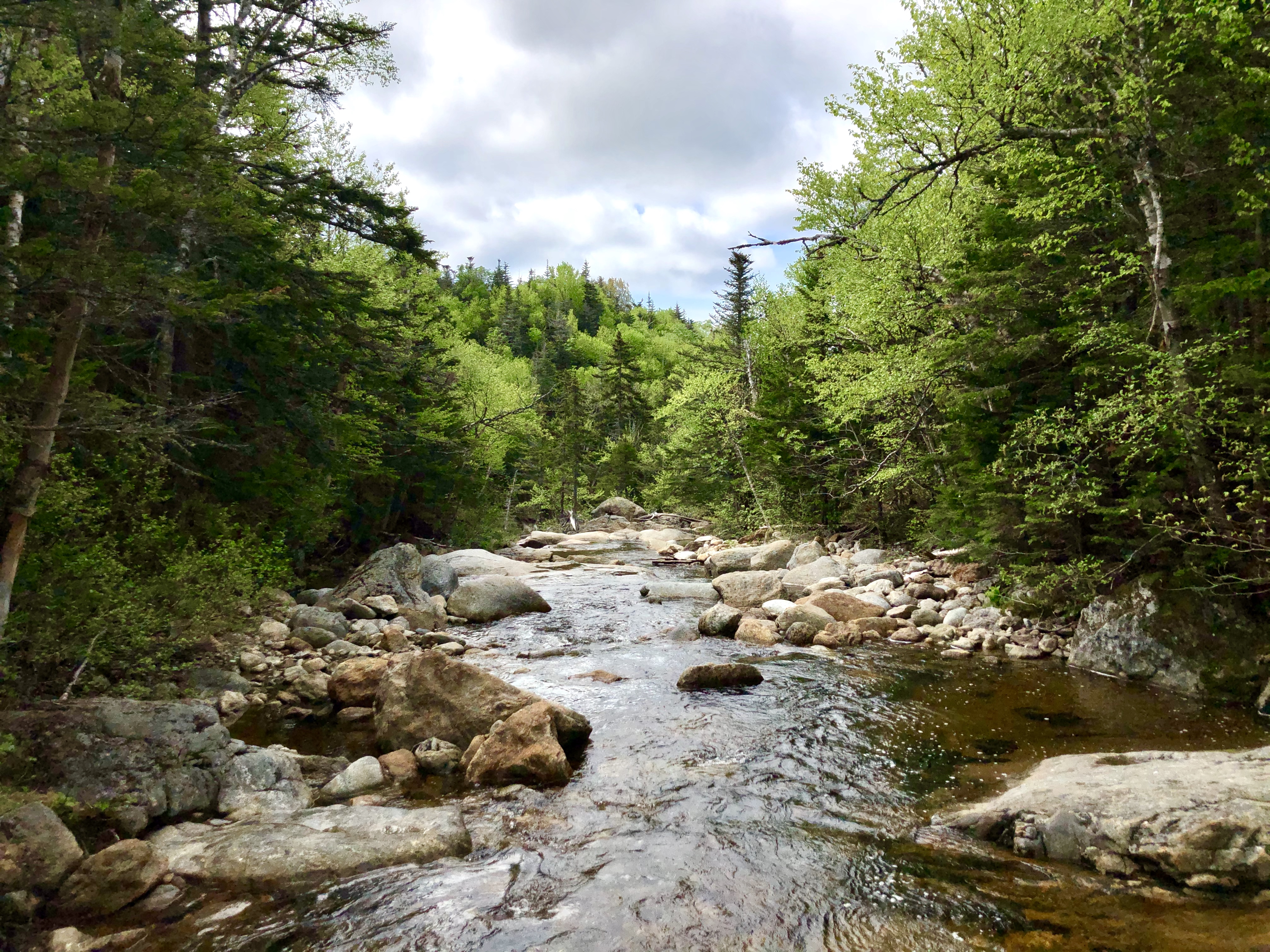 Stream by Mt. Isolation Stream by Mt. Isolation