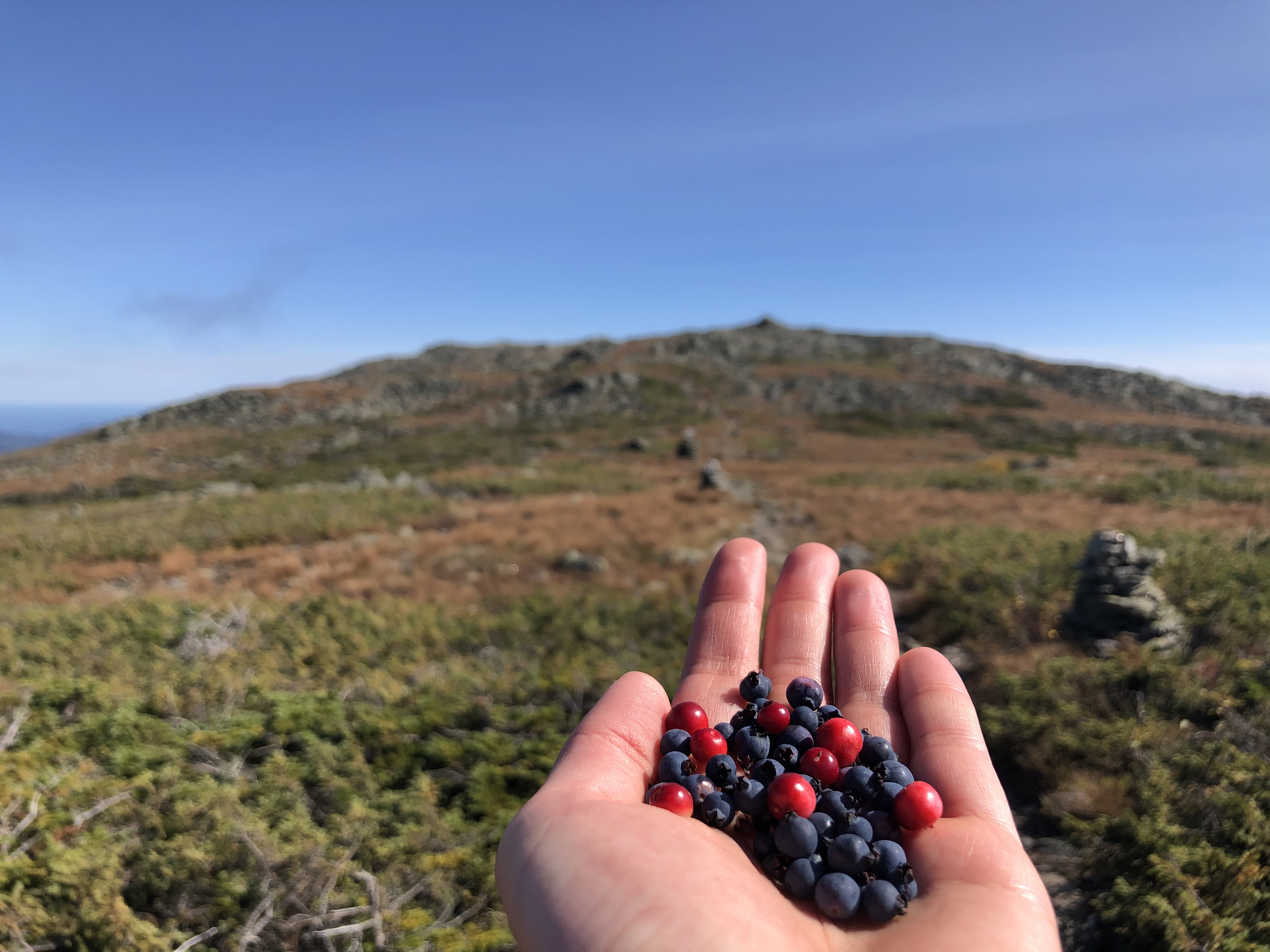 Wild Cranberries and Blueberries